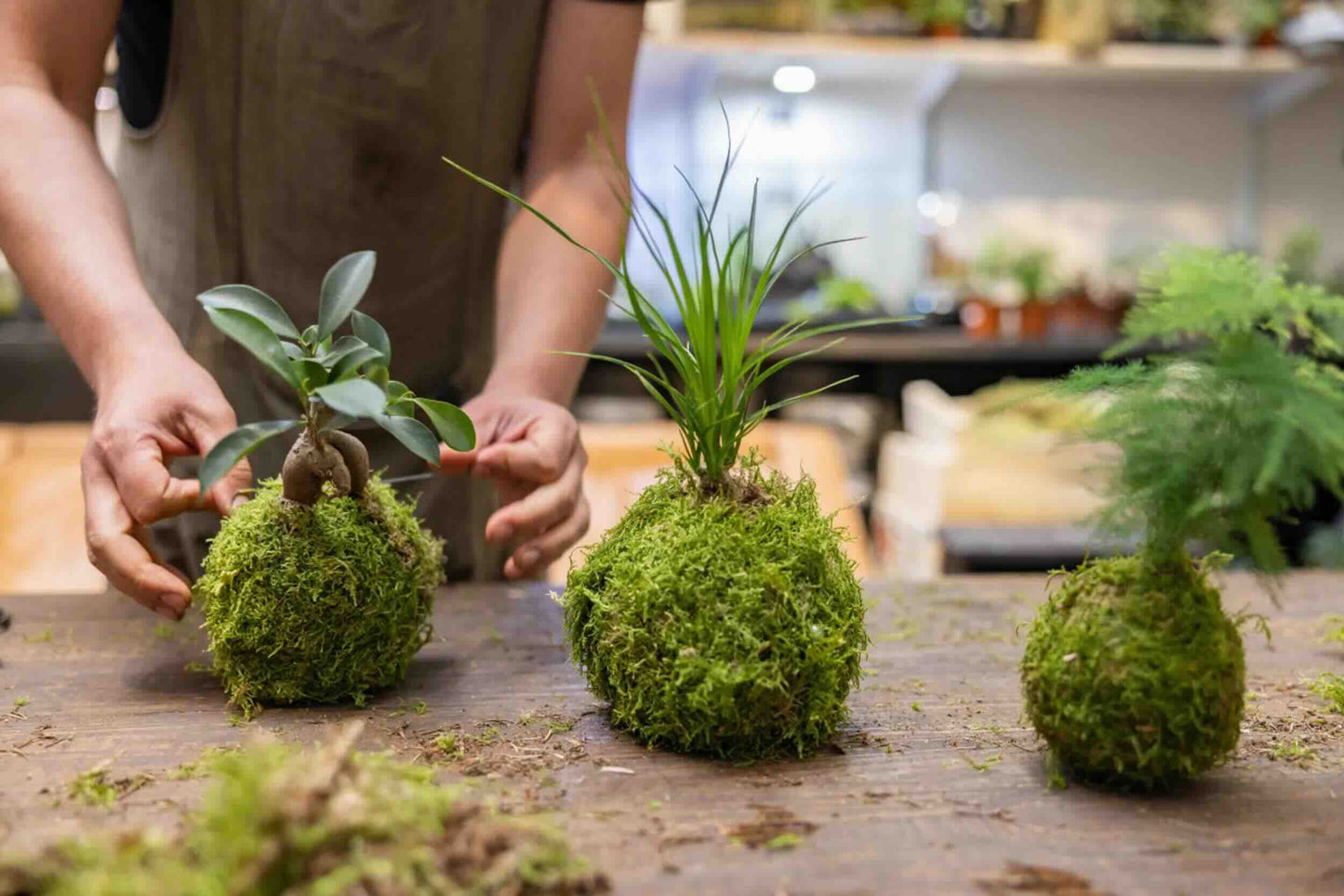 Make Your Own Kokedama (Japanese Moss Ball Plant)